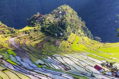güzel yeşil pirinç terasları 