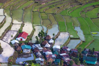 güzel yeşil pirinç terasları 