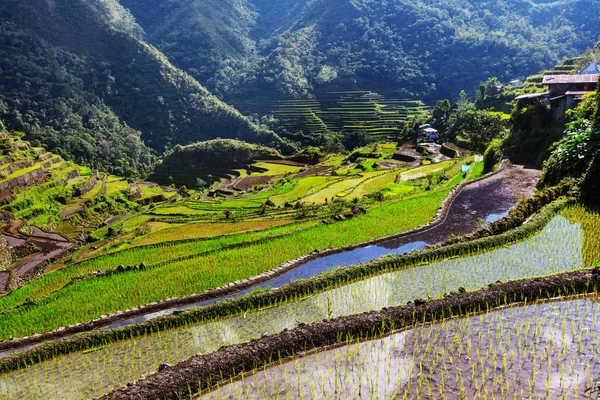 Beautiful Green Rice terraces — Stock Photo, Image