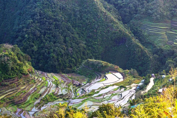 Beras hijau indah teras — Stok Foto