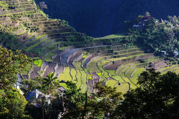 Belos terraços de arroz verde — Fotografia de Stock