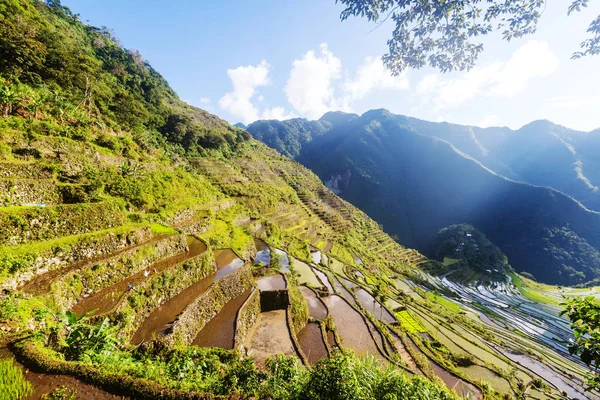 Hermosas terrazas de arroz verde — Foto de Stock