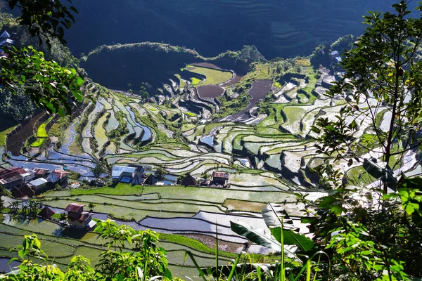 Prachtige groene rijstterrassen — Stockfoto