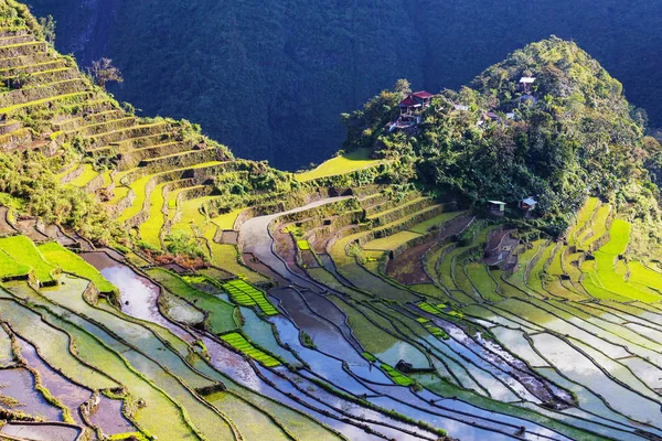 Belle terrazze di riso verde — Foto Stock