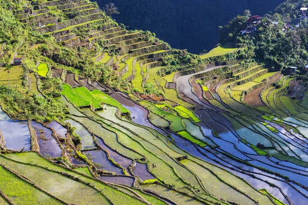 Hermosas terrazas de arroz verde — Foto de Stock