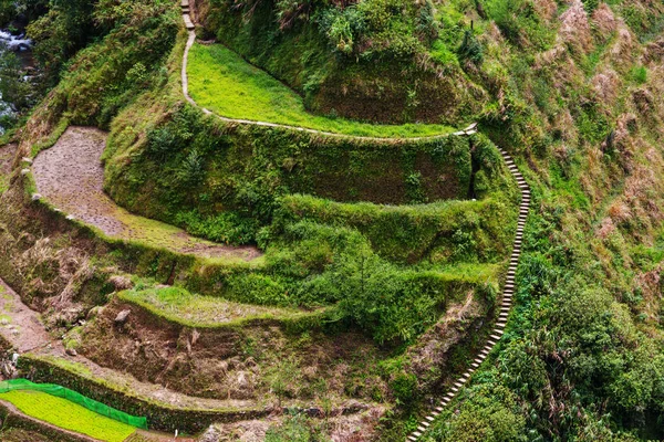 Belles terrasses de riz vert — Photo