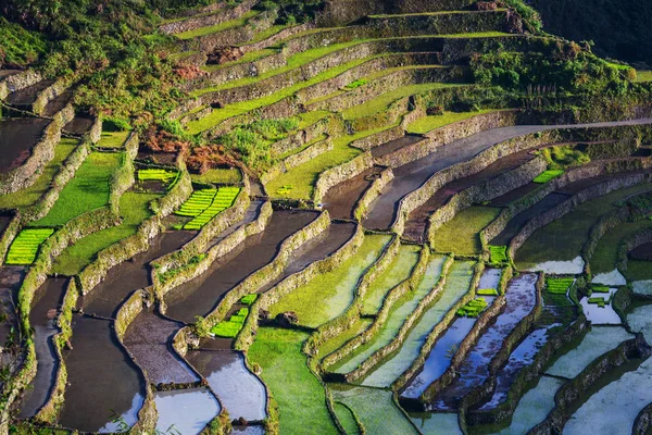 Krásné zelené rýžové terasy — Stock fotografie
