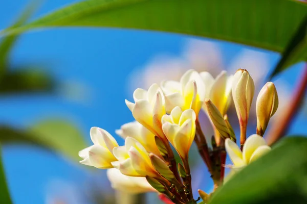 Tropical flowers close up — Stock Photo, Image