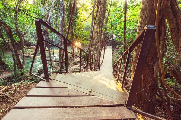 Passarela de madeira na selva — Fotografia de Stock