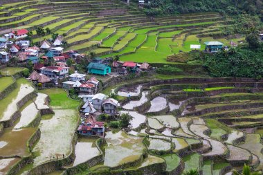 güzel yeşil pirinç terasları