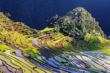 Beautiful Green Rice terraces clipart