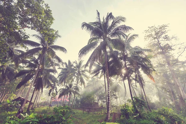 Palmplantage på tropiska öar — Stockfoto