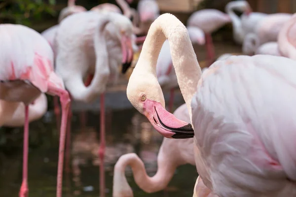 Ροζ φλαμίνγκο πουλιά — Φωτογραφία Αρχείου