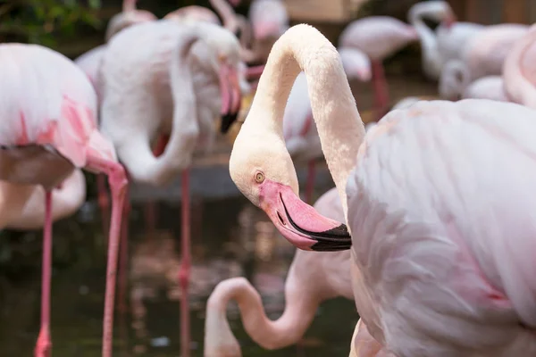 Pájaros flamencos rosados — Foto de Stock