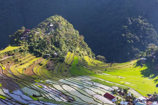 美丽的绿色水稻梯田 — 图库照片