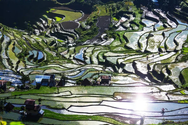 Belle terrazze di riso verde — Foto Stock