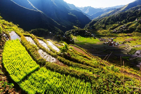 Belles terrasses de riz vert — Photo