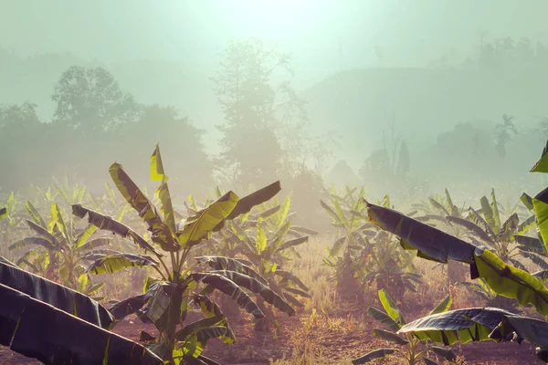 Туманное место на банановой плантации — стоковое фото