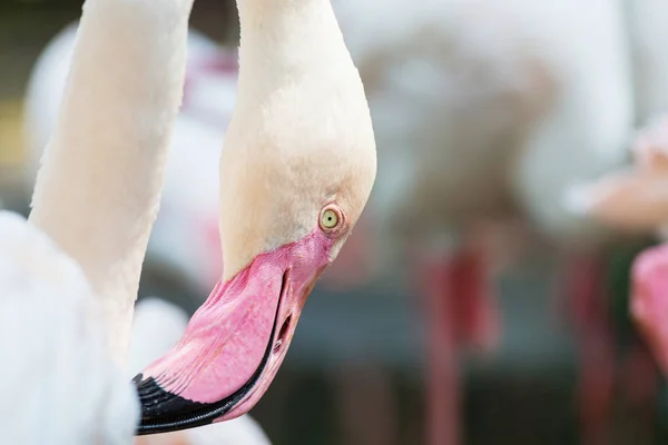 Růžový plameňák ptáci — Stock fotografie