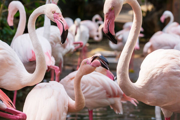 Pink flamingo birds