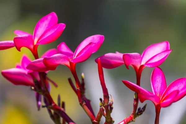 Close-up shot van de prachtige bloemen — Stockfoto