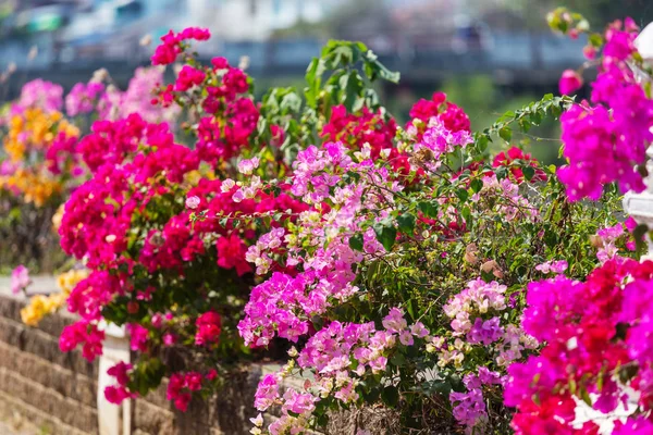 Flores coloridas em bougainvillea — Fotografia de Stock