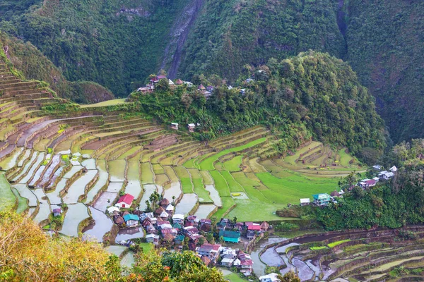 Зеленые рисовые террасы — стоковое фото