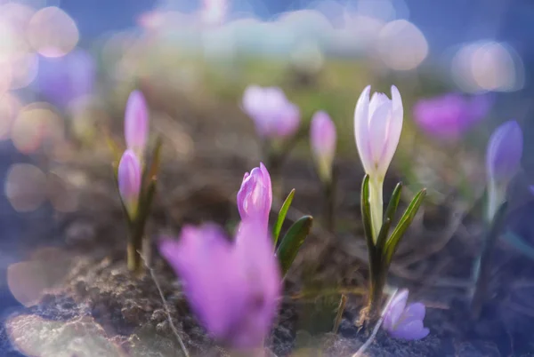 Nahaufnahme der schönen Blumen — Stockfoto