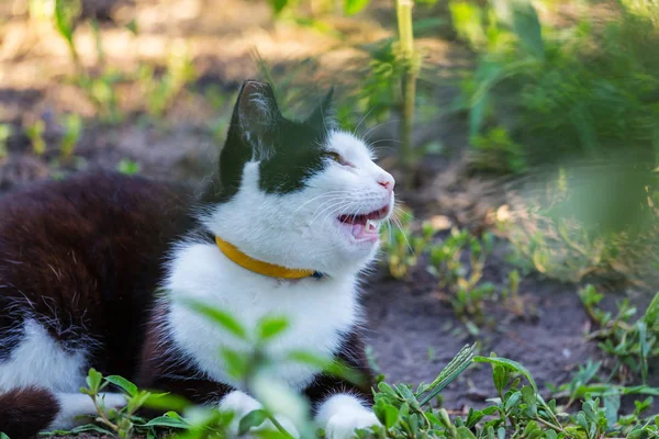 Bastante gato tabby — Foto de Stock
