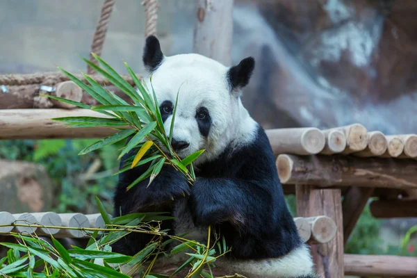 Довольно большая панда — стоковое фото