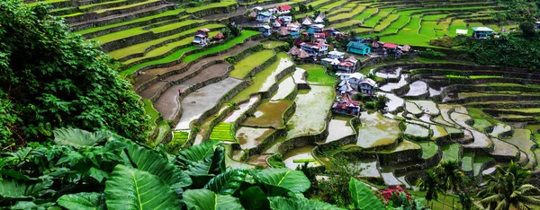 Beras hijau indah teras — Stok Foto