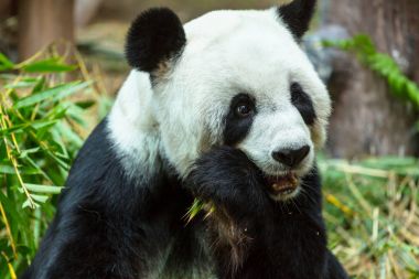 Güzel Dev Panda