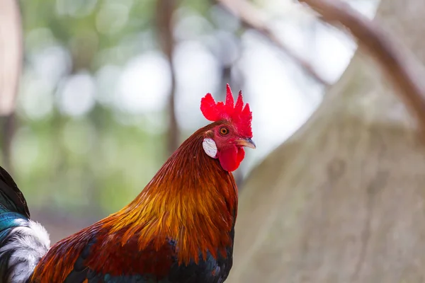 Gallo sulle Hawaii da vicino — Foto Stock