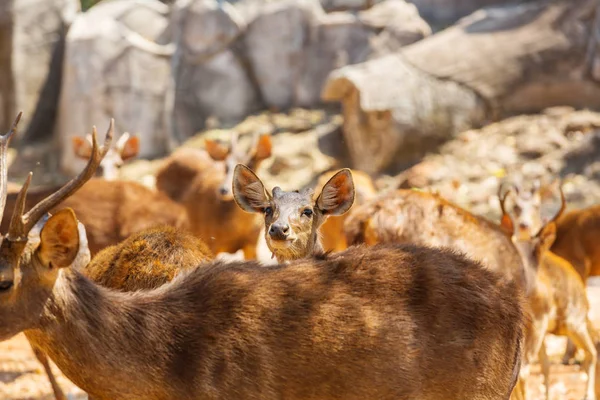 Rehe im Park, Thailand — Stockfoto