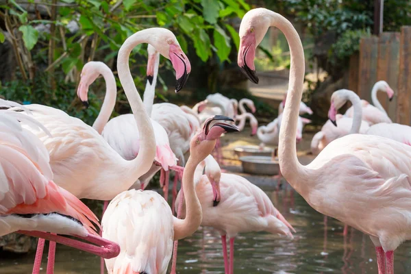 Rosa flamingo fåglar — Stockfoto