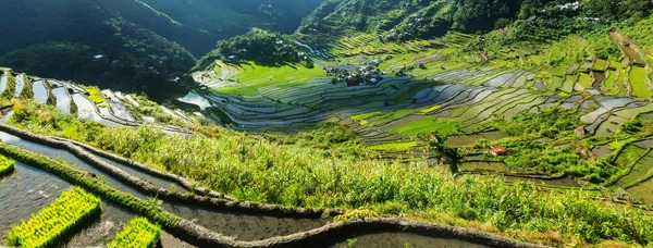 Hermosas terrazas de arroz verde — Foto de Stock