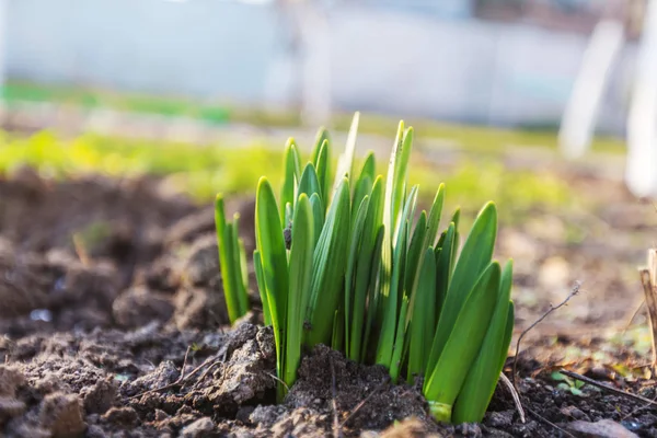 Bitki endüstriyel imha