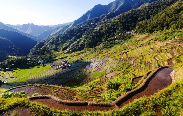 Beras hijau indah teras — Stok Foto