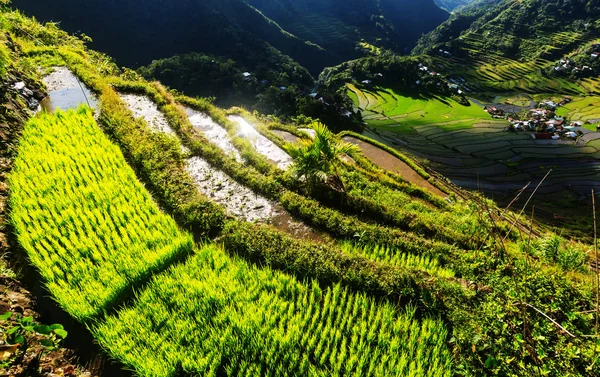 Belos terraços de arroz verde — Fotografia de Stock