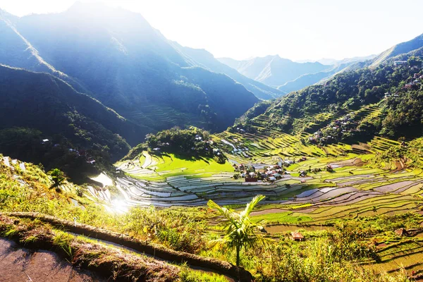 Prachtige groene rijstterrassen — Stockfoto