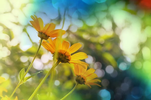 Primo piano dei bellissimi fiori . — Foto Stock