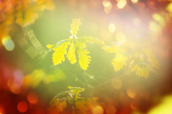 Foglie verdi in giardino — Foto Stock