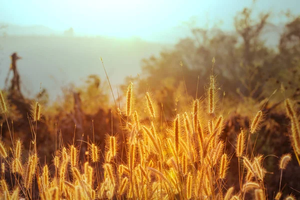 Campo na luz do sol — Fotografia de Stock