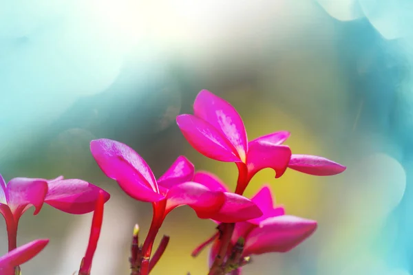 Close-up shot van de prachtige bloemen. — Stockfoto