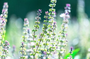 Fesleğen bitki büyüyen 