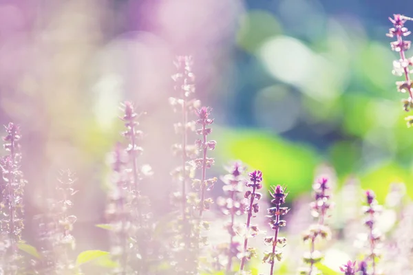 Planta de albahaca — Foto de Stock