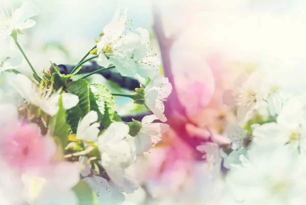 Flowers of the cherry blossoming — Stock Photo, Image