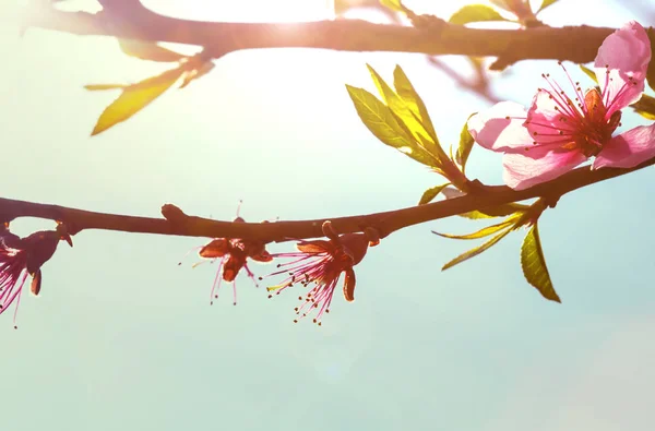 Flores da cereja que floresce — Fotografia de Stock