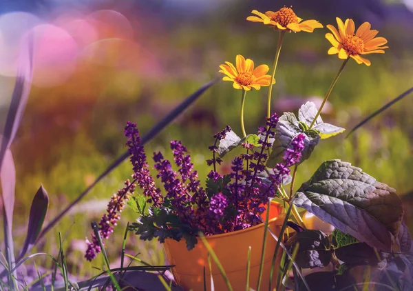 Yakın çekim çekim güzel çiçekler — Stok fotoğraf