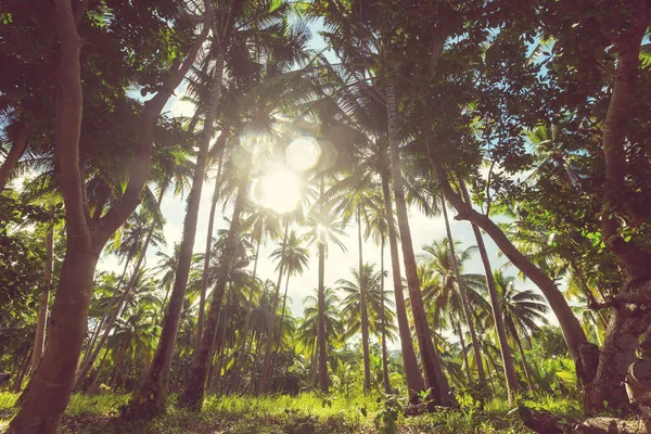 Plantación de palmeras en isla tropical — Foto de Stock